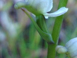 Disa uncinata, a back view 