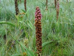 Disa versicolor, a commanding presence