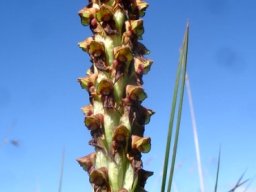 Disa versicolor stout stalk, many small flowers