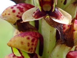 Disa versicolor flower