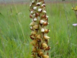 Disa versicolor pale flowers