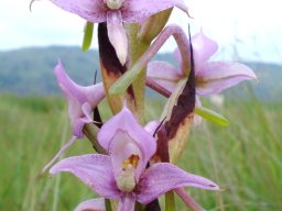 Disa zuluensis spurs