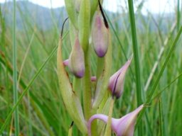 Disa zuluensis buds
