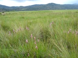 Disa zuluensis in tall grass