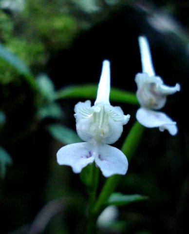 Disperis anthoceros