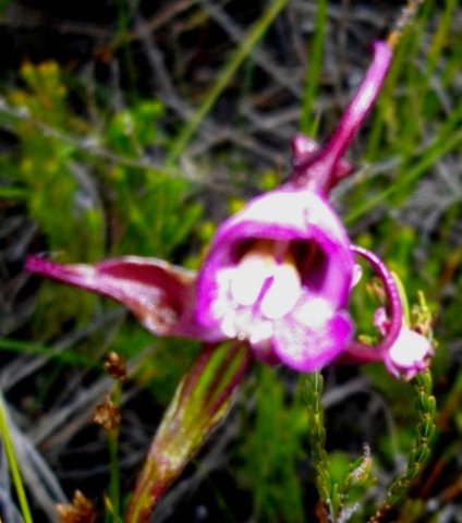 Disperis capensis var. capensis