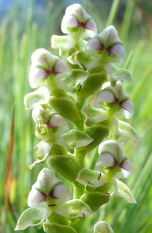 Disperis cardiophora