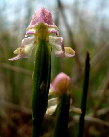 Disperis concinna flower