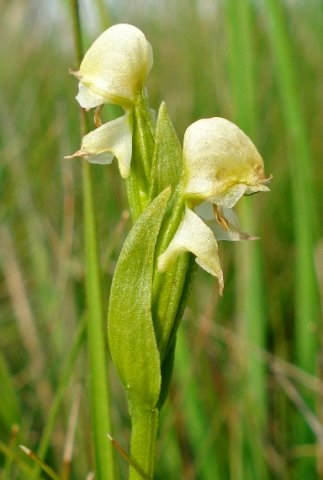 Disperis concinna floral bracts
