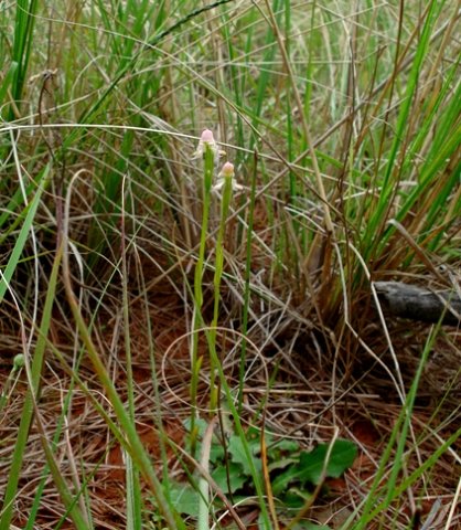 Disperis concinna