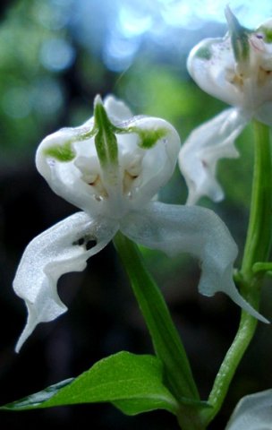 Disperis fanniniae flower