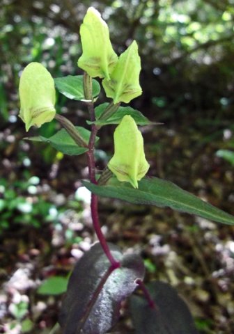 Disperis fanniniae buds in wonderworld