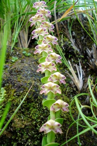 Disperis renibractea