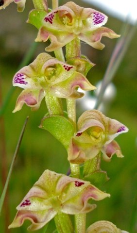 Disperis renibractea flower spike