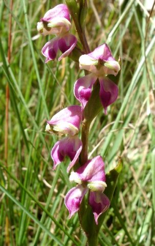 Disperis stenoplectron