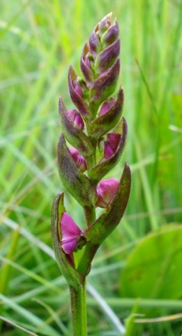 Disperis tysonii buds