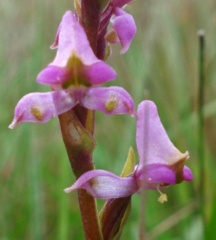 Disperis tysonii dislodged pollinarium