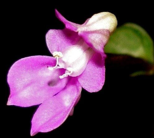 Disperis virginalis flower