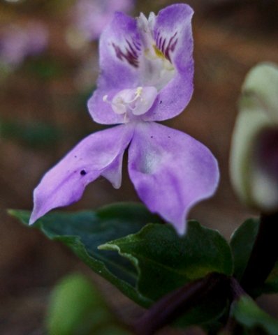 Disperis virginalis flower