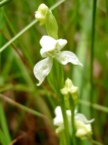 Disperis wealei