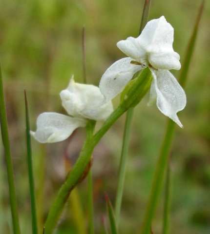 Disperis wealei flowers