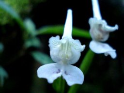 Disperis