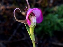 Disperis capensis var. capensis flower