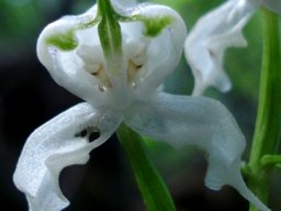 Disperis fanniniae flower