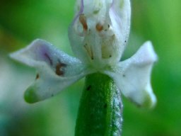 Disperis macowanii white flower