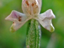 Disperis macowanii flower