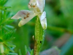 Disperis macowanii