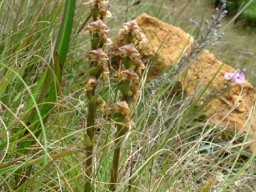 Disperis renibractea noticed in the grass 