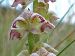 Disperis renibractea inflorescence
