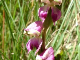 Disperis stenoplectron