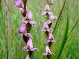 Disperis tysonii