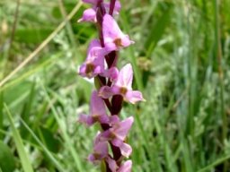 Disperis tysonii