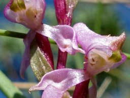 Disperis tysonii flower