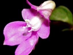Disperis virginalis flower