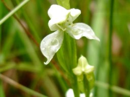 Disperis wealei