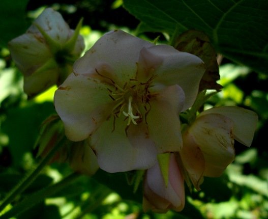 Dombeya burgessiae early flower decay