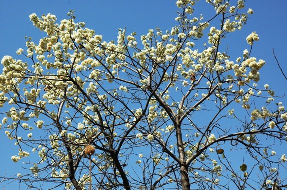 Dombeya rotundifolia