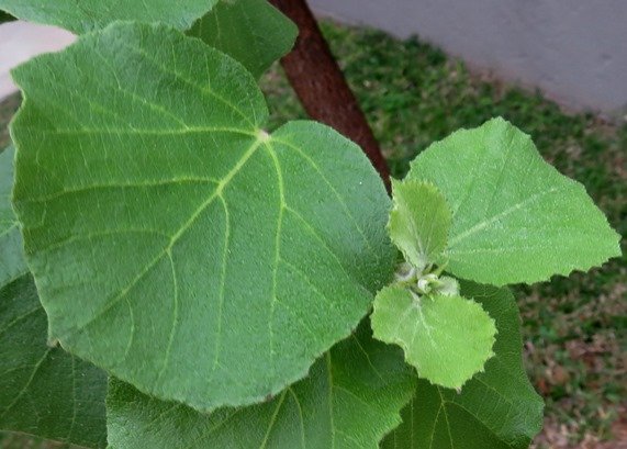 Dombeya rotundifolia leaves