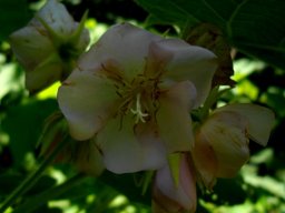Dombeya burgessiae early flower decay