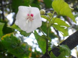 Dombeya pulchra flower