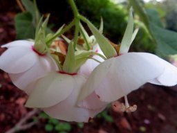 Dombeya pulchra flower cluster