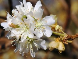 Dombeya rotundifolia flowers