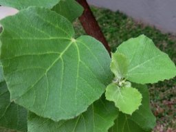 Dombeya rotundifolia leaves