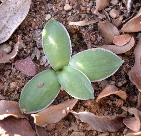 Drimia ciliata