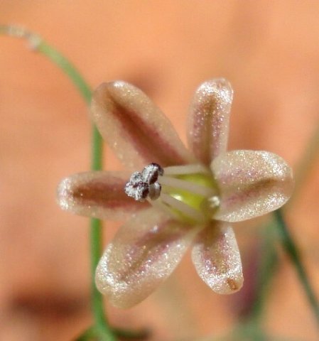 Drimia intricata flower