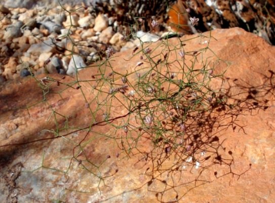Drimia intricata 